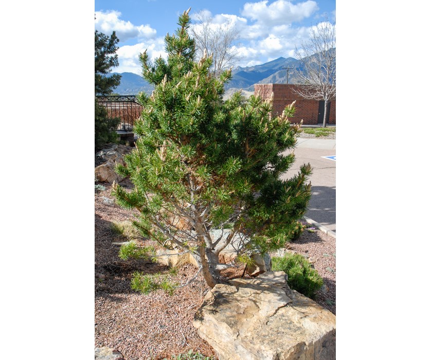 Broom Jack Pine